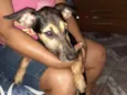 Raposa
