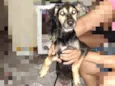 Raposa
