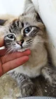 MILLI