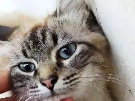 Gato ra a Não definida idade 1 ano nome MILLI