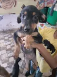 Tico