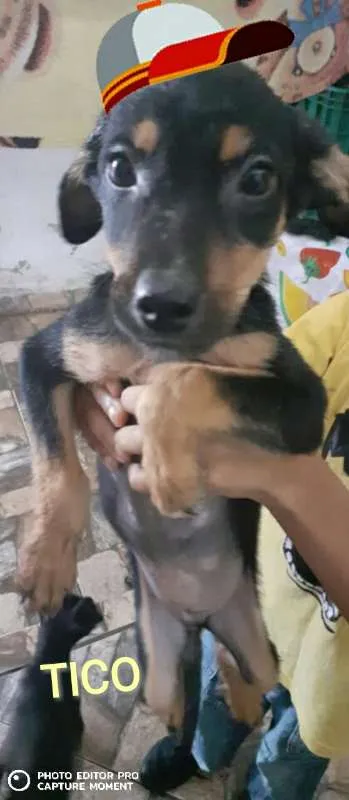 Cachorro ra a srd idade 2 a 6 meses nome Tico