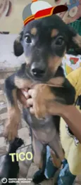 Tico