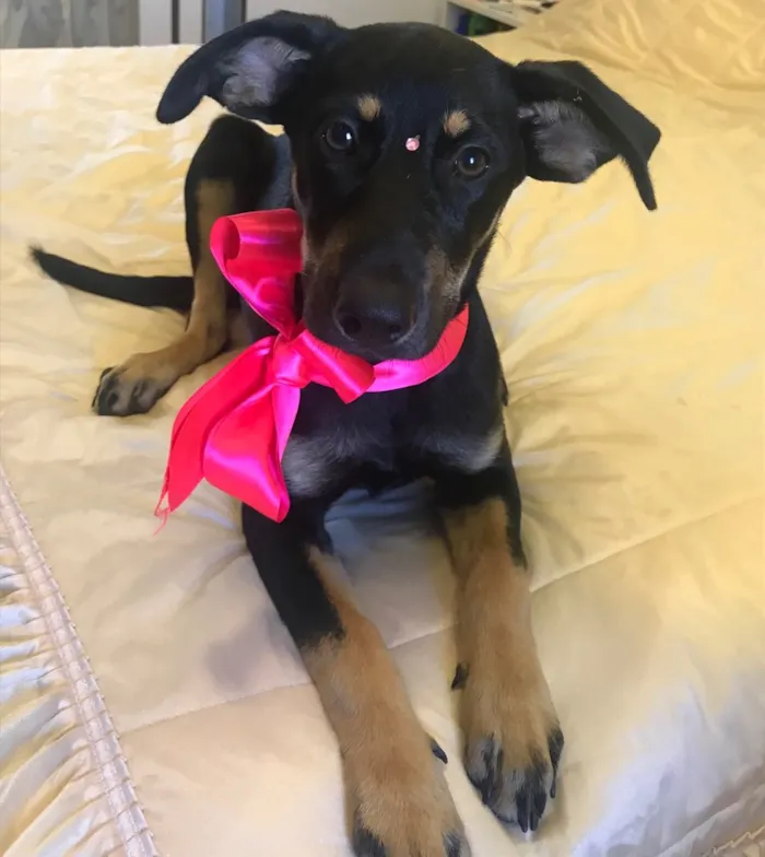 Cachorro ra a Sem Raça Definida idade 2 a 6 meses nome SHARON