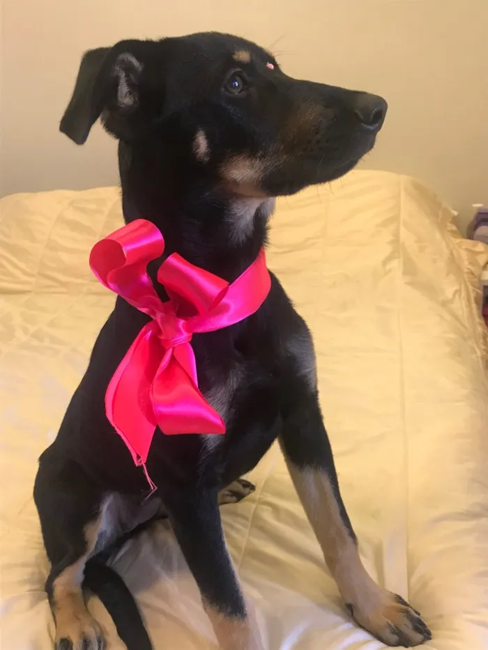 Cachorro ra a Sem Raça Definida idade 2 a 6 meses nome SHARON