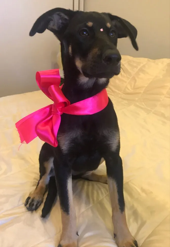 Cachorro ra a Sem Raça Definida idade 2 a 6 meses nome SHARON