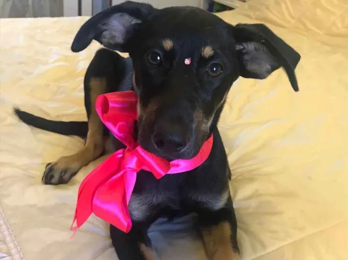 Cachorro ra a Sem Raça Definida idade 2 a 6 meses nome SHARON