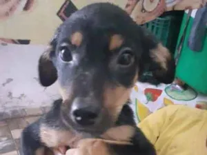 Cachorro raça srd idade 2 a 6 meses nome Tico