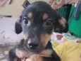 Tico