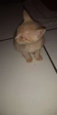 Mel