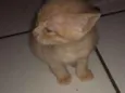 Mel