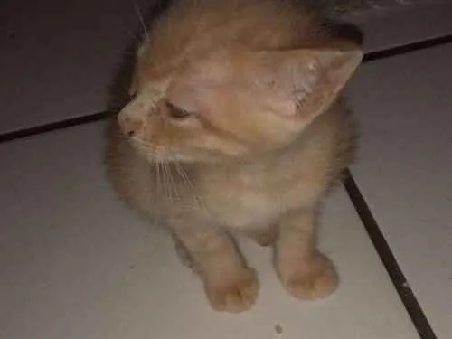 Gato ra a Desconhecido idade Abaixo de 2 meses nome Mel