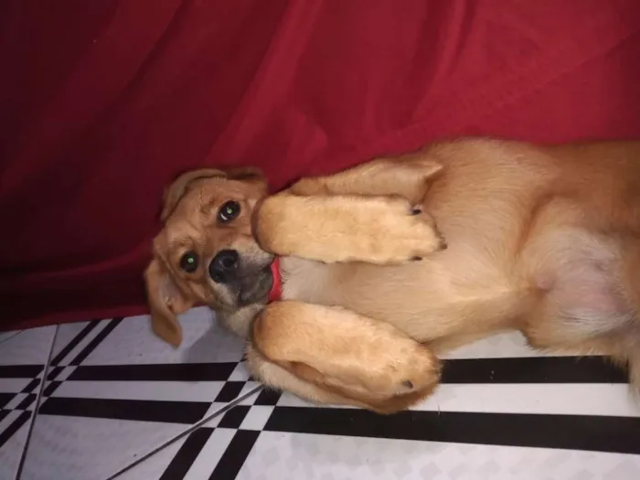 Cachorro ra a Não sei idade 2 a 6 meses nome Lunna