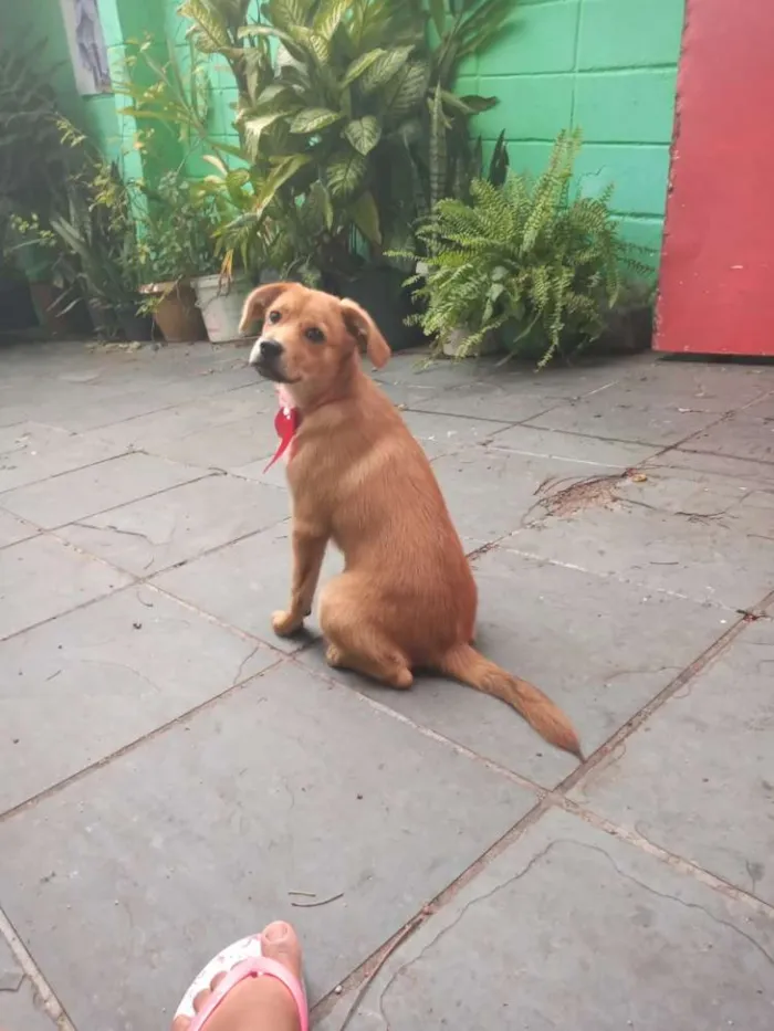 Cachorro ra a Não sei idade 2 a 6 meses nome Lunna