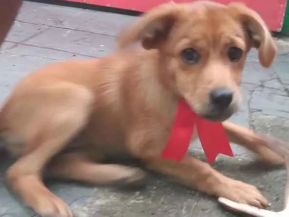 Cachorro ra a Não sei idade 2 a 6 meses nome Lunna