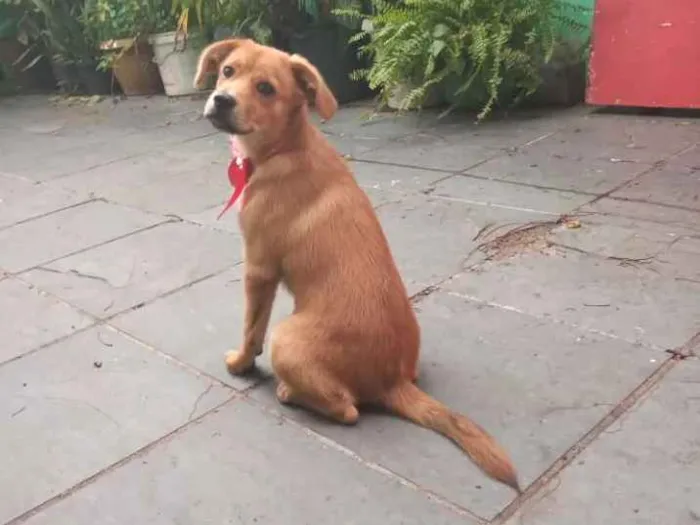 Cachorro ra a Não sei idade 2 a 6 meses nome Lunna