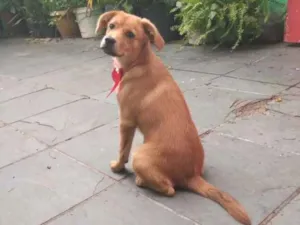 Cachorro raça Não sei idade 2 a 6 meses nome Lunna