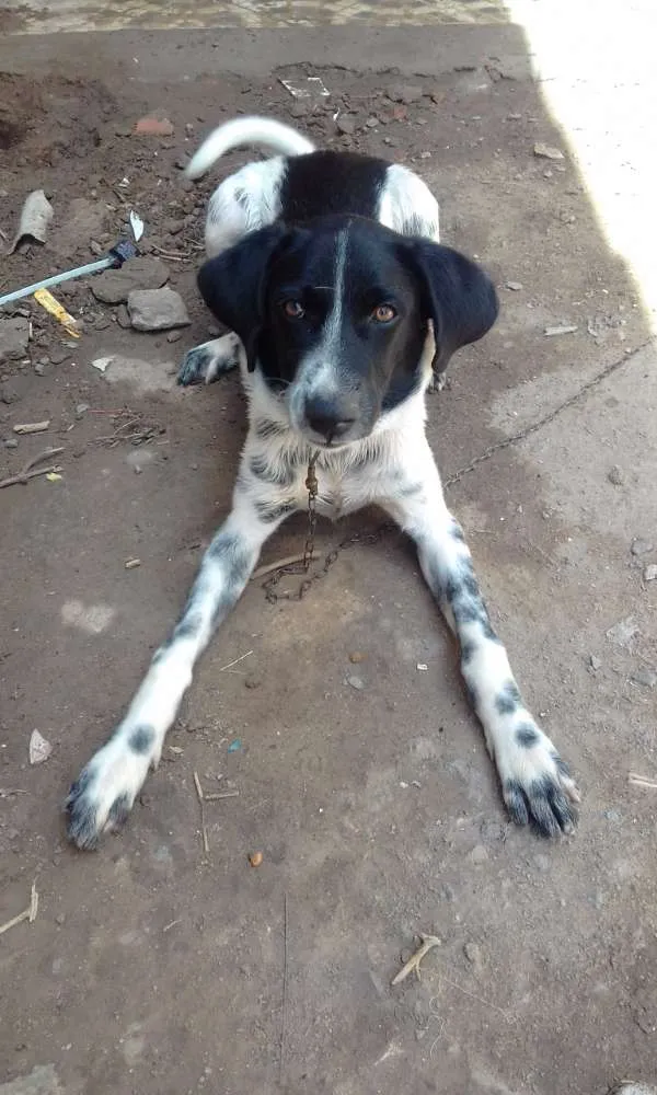 Cachorro raça Desconhecida idade 2 a 6 meses nome Duky