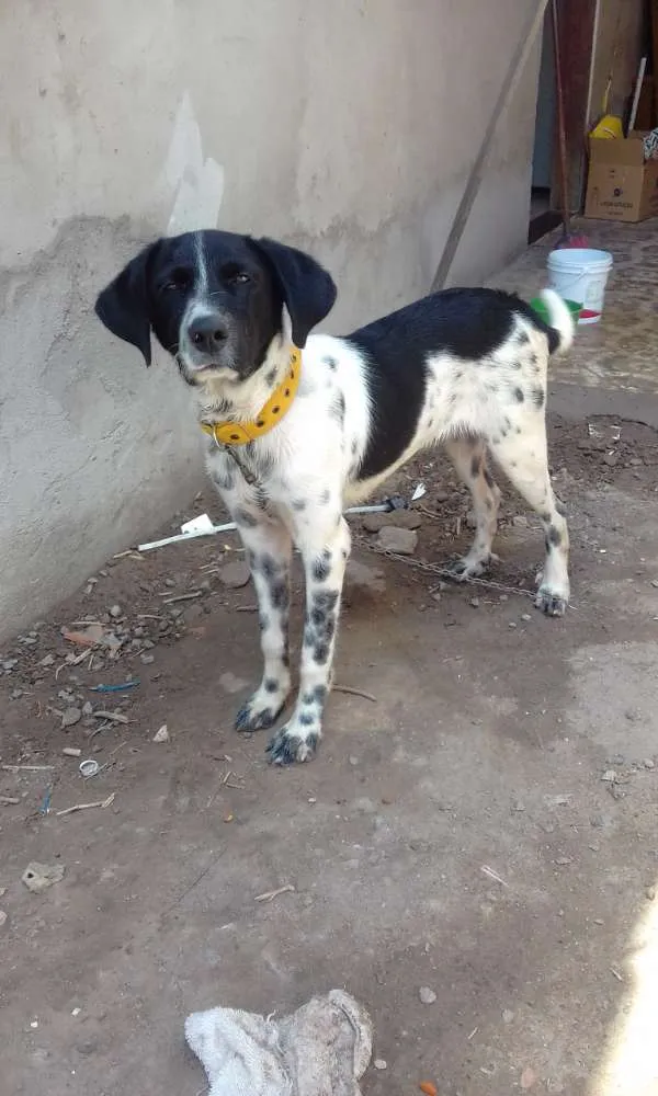 Cachorro raça Desconhecida idade 2 a 6 meses nome Duky