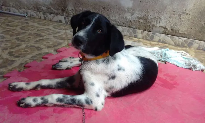 Cachorro raça Desconhecida idade 2 a 6 meses nome Duky