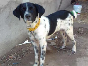 Cachorro raça Desconhecida idade 2 a 6 meses nome Duky