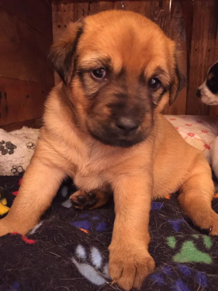 Cachorro ra a Sem raça definida idade Abaixo de 2 meses nome Cacau 