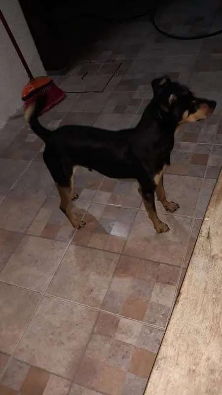 Cachorro ra a Vira-lata idade 1 ano nome Dog