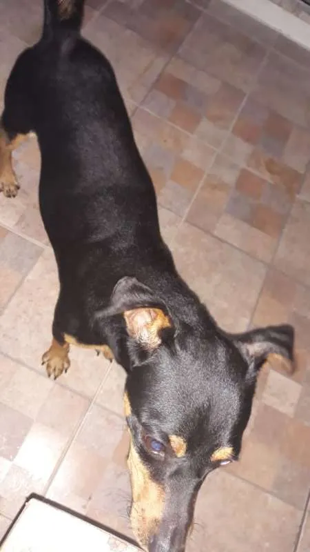 Cachorro ra a Vira-lata idade 1 ano nome Dog