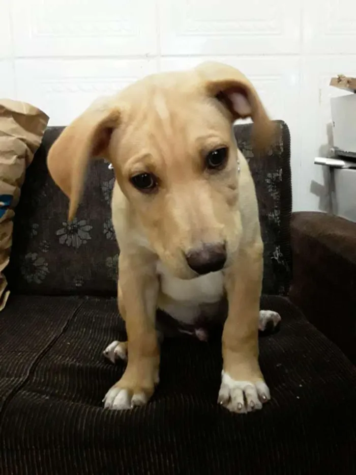 Cachorro ra a American pit bull terrier idade 7 a 11 meses nome Taison