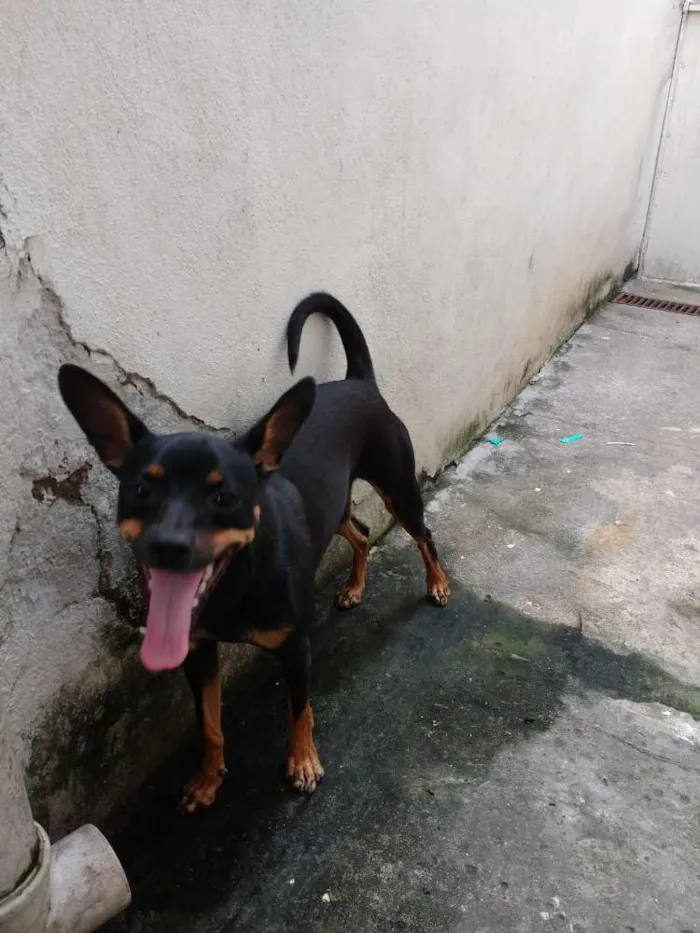 Cachorro ra a Pincher número 3 idade 7 a 11 meses nome Lupita