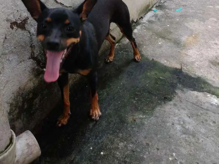 Cachorro ra a Pincher número 3 idade 7 a 11 meses nome Lupita