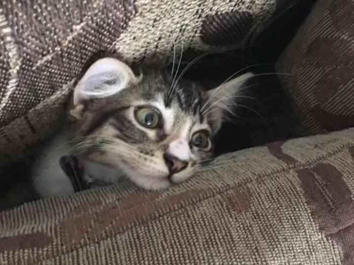 Gato ra a SRD idade 2 a 6 meses nome owhanna