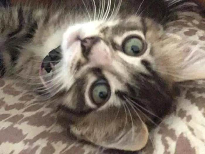 Gato ra a SRD idade 2 a 6 meses nome owhanna