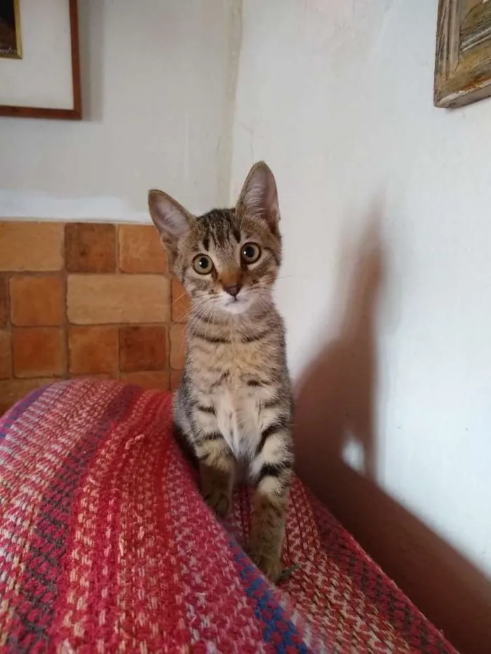 Gato ra a SRD idade 2 a 6 meses nome Pandora