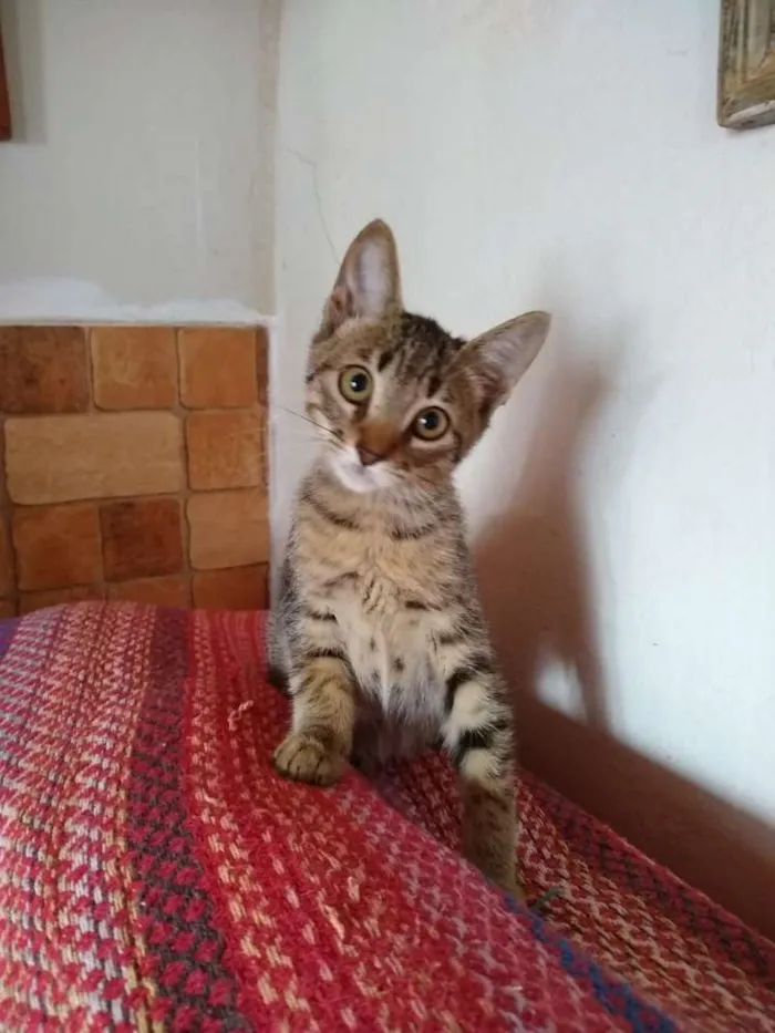 Gato ra a SRD idade 2 a 6 meses nome Pandora