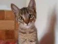 Pandora