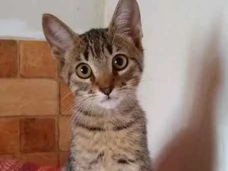 Gato ra a SRD idade 2 a 6 meses nome Pandora