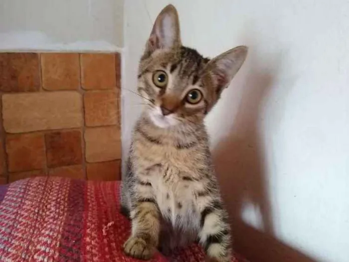 Gato ra a SRD idade 2 a 6 meses nome Pandora