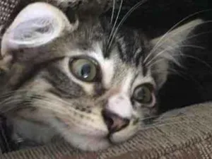 Gato raça SRD idade 2 a 6 meses nome owhanna