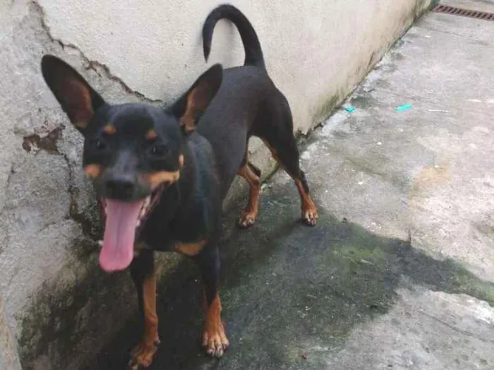 Cachorro ra a Pincher número 3 idade 7 a 11 meses nome Lupita