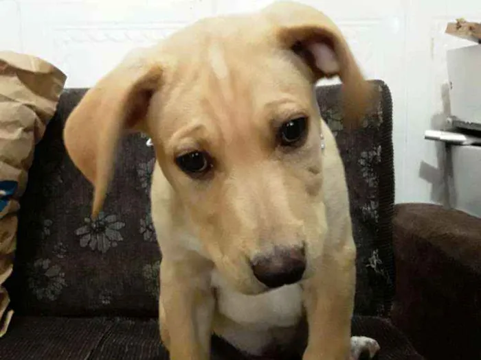 Cachorro ra a American pit bull terrier idade 7 a 11 meses nome Taison