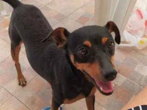 Cachorro raça Vira-lata idade 1 ano nome Dog