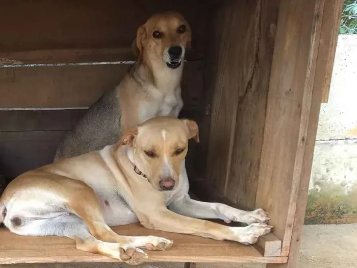 Cachorro ra a SRD idade 5 anos nome Kitara e Hyory