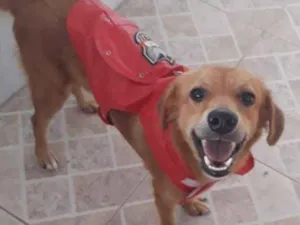 Cachorro raça srd idade 3 anos nome Zezinhio