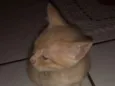 Mel