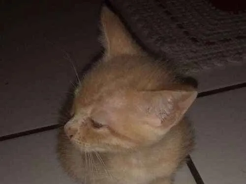 Gato ra a Desconhecido idade Abaixo de 2 meses nome Mel