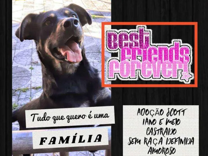 Cachorro ra a SRD idade 1 ano nome Scott
