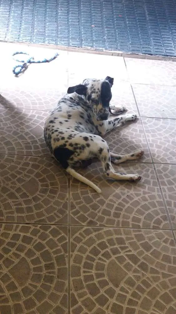 Cachorro ra a Dálmata  idade 1 ano nome Dálmata 