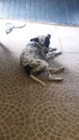 Dálmata