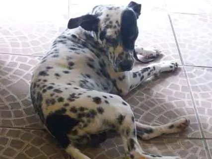 Cachorro ra a Dálmata  idade 1 ano nome Dálmata 